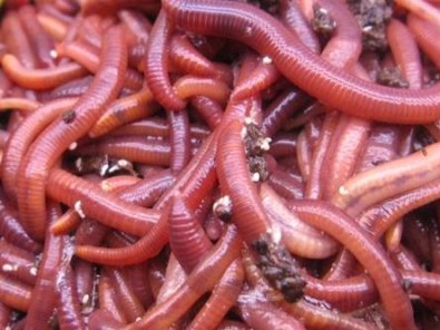 Red Worms