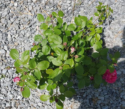 18403202_10158844574710314_3356859968661946973_n