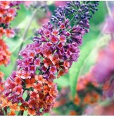 bi-color-butterfly-bush-buddleia-gallon-pot-purple