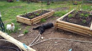 13179010_10154174447434913_917949104717381665_n