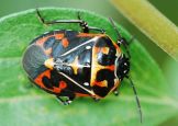 Harlequin Stink bug
